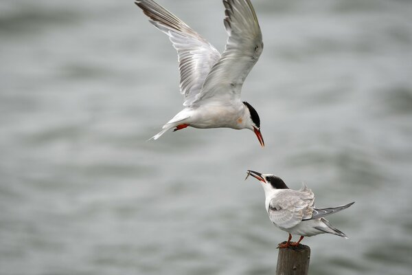 Gaviotas con presa. Mar. Ave