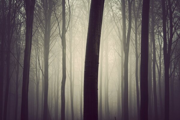 Foresta mattina presto nebbiosa