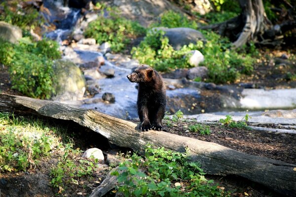 Predator wolverine in the habitat