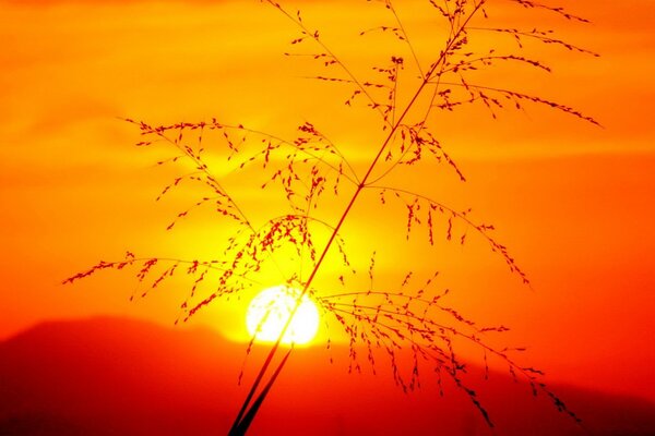 Ein Zweig auf einem roten Sonnenuntergang Hintergrund