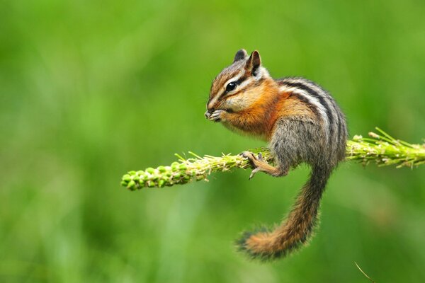 Chipmunk rayas mordisquea el grano