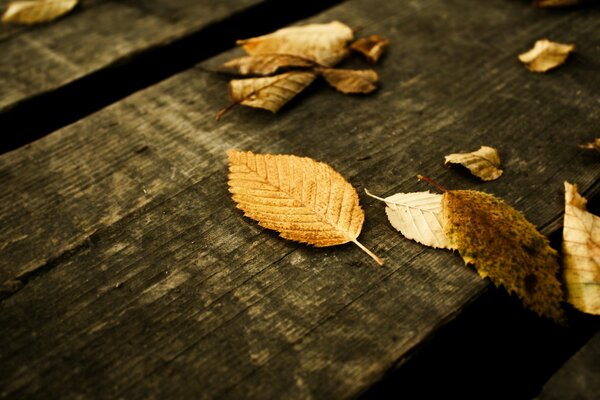 Estética. Otoño. Hojas caídas