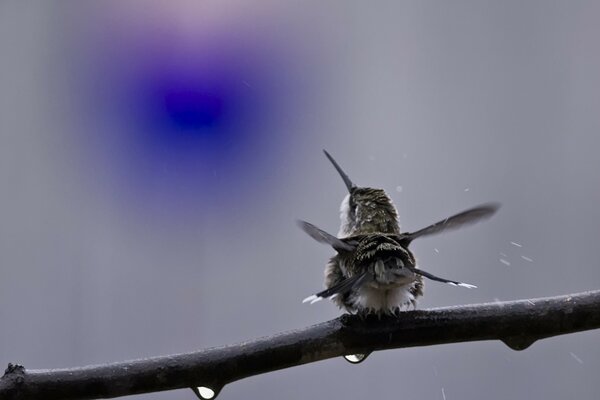 Hummingbird shakes off the water