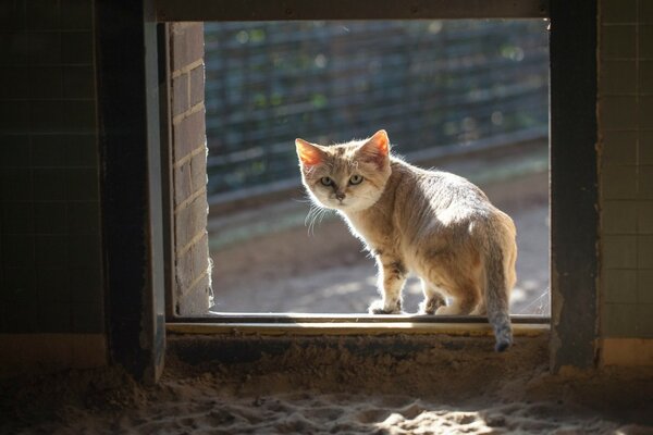 A sand cat stands in the window opening