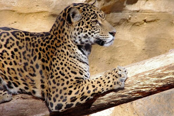 Ein Leopard auf einem Baumstamm. Raubtier. Erholung