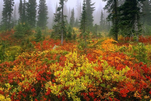 Herbstlicher Nebelwald mit bunten Büschen