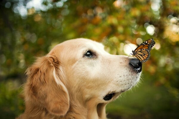 A butterfly sitting on a dog s nose