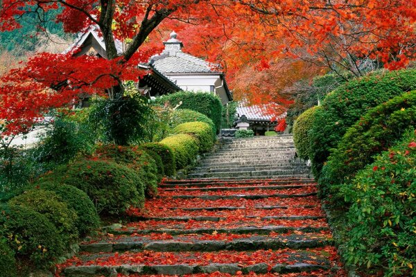 Autumn Japanese garden in bright colors