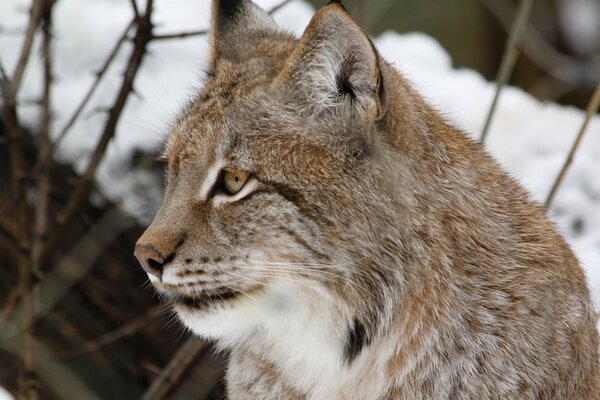 Wilde Katzen. Luchs im Winter