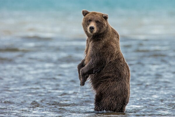 Der Bär steht auf den Hinterbeinen im Wasser