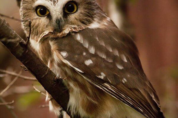 Hibou sur une branche dans les tons bruns