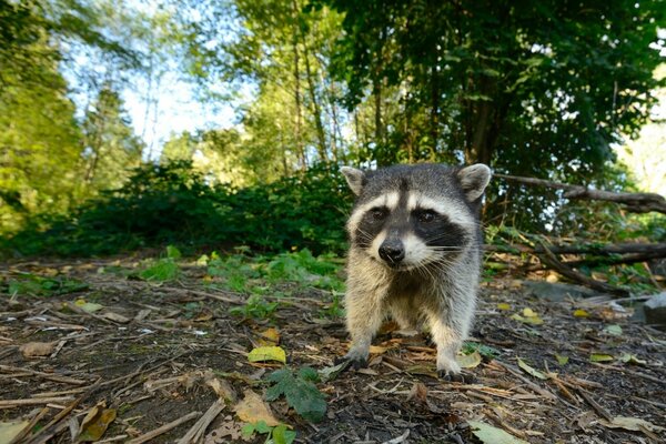 Cachorro de mapache en un claro en el bosque