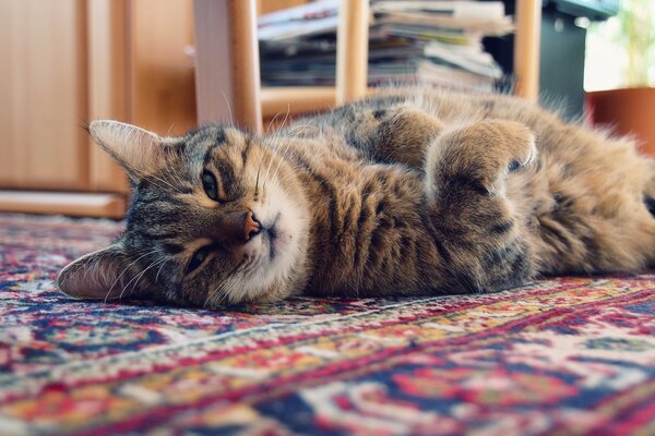 Un chat sur le tapis. Race domestique