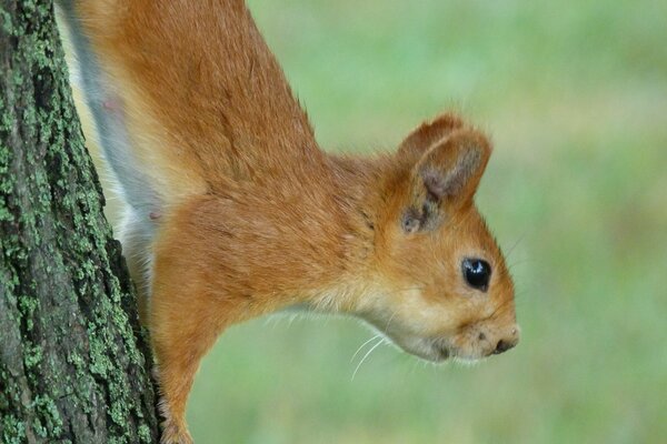 Interessiertes Eichhörnchen am Baum. Grüner Hintergrund