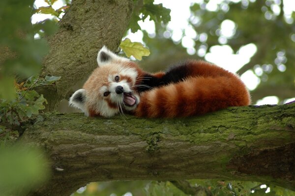 Panda rojo descansando en un árbol