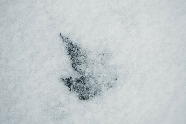 The last autumn leaf covered with the first snow