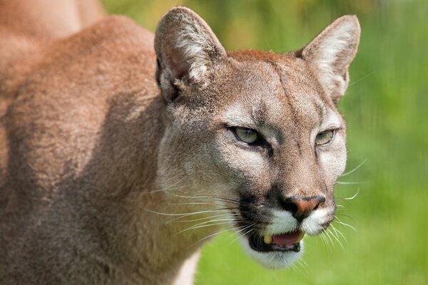 Cougar gruñendo con ojos verdes