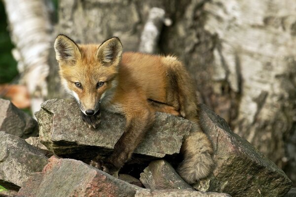 Ein kleiner Fuchs ruht auf einem Stein