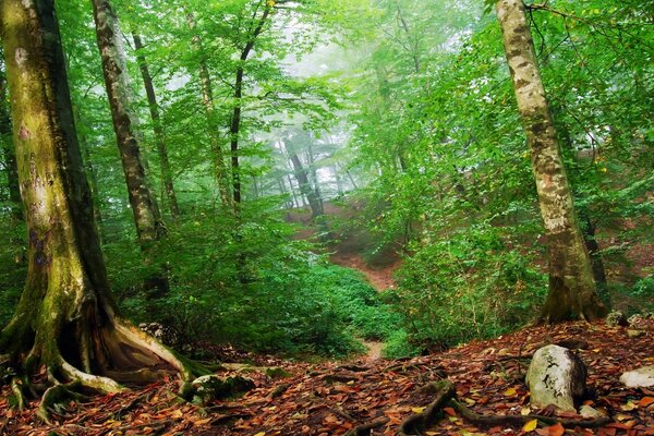 Grüner Laubwald Foto