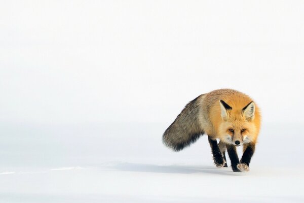 A red fox walks in the snow