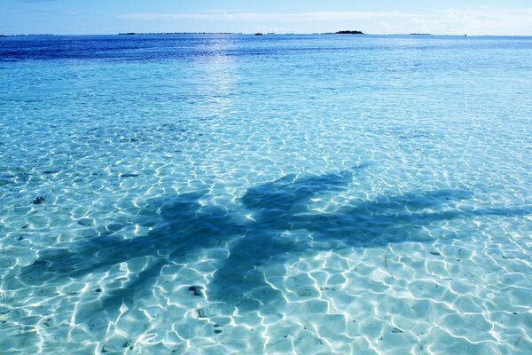 Ombra di una palma blu nell acqua