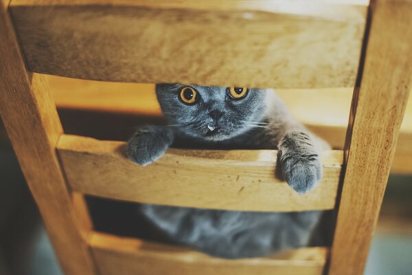 Beautiful Scotsman on a chair