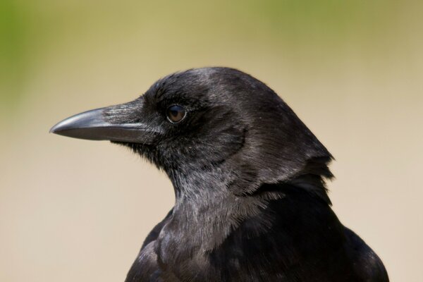 Black raven on a blurry background