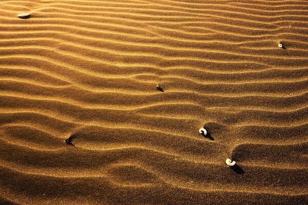 Six seashells on golden sand