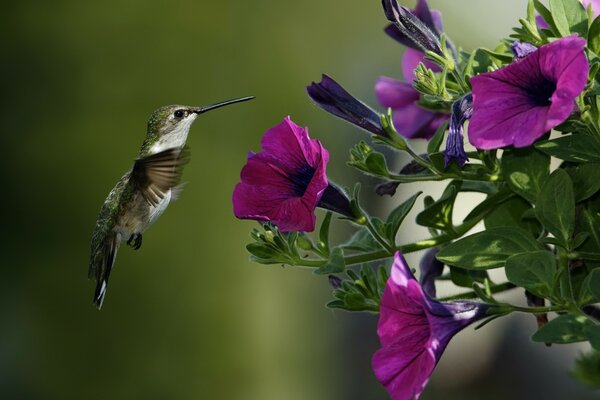 Colibrí brillante poliniza petunias