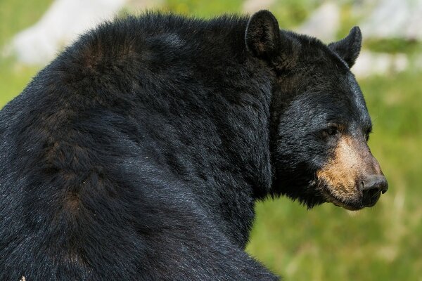 Ein schwarzer Bär auf einer grünen Wiese