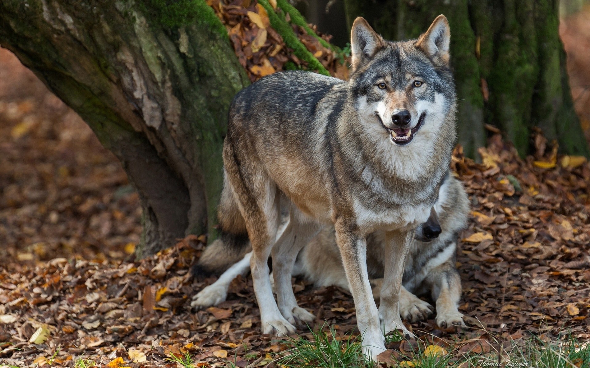 inservienti autunno lupi predatori