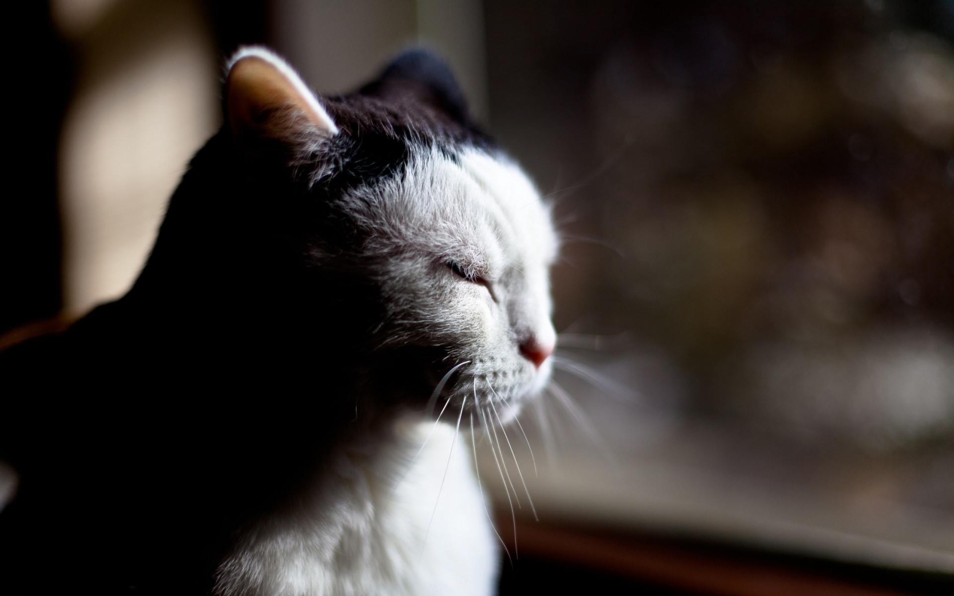 schatten zähne blick katze