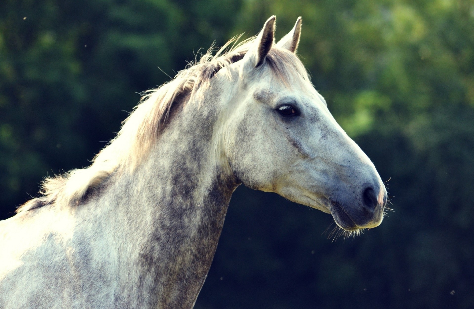 caballo dientes perfil cabeza