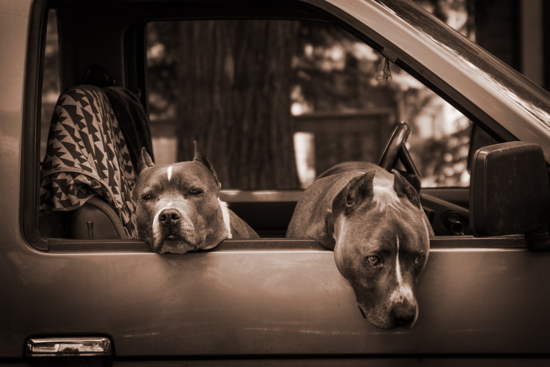 pitbulls voiture chiens