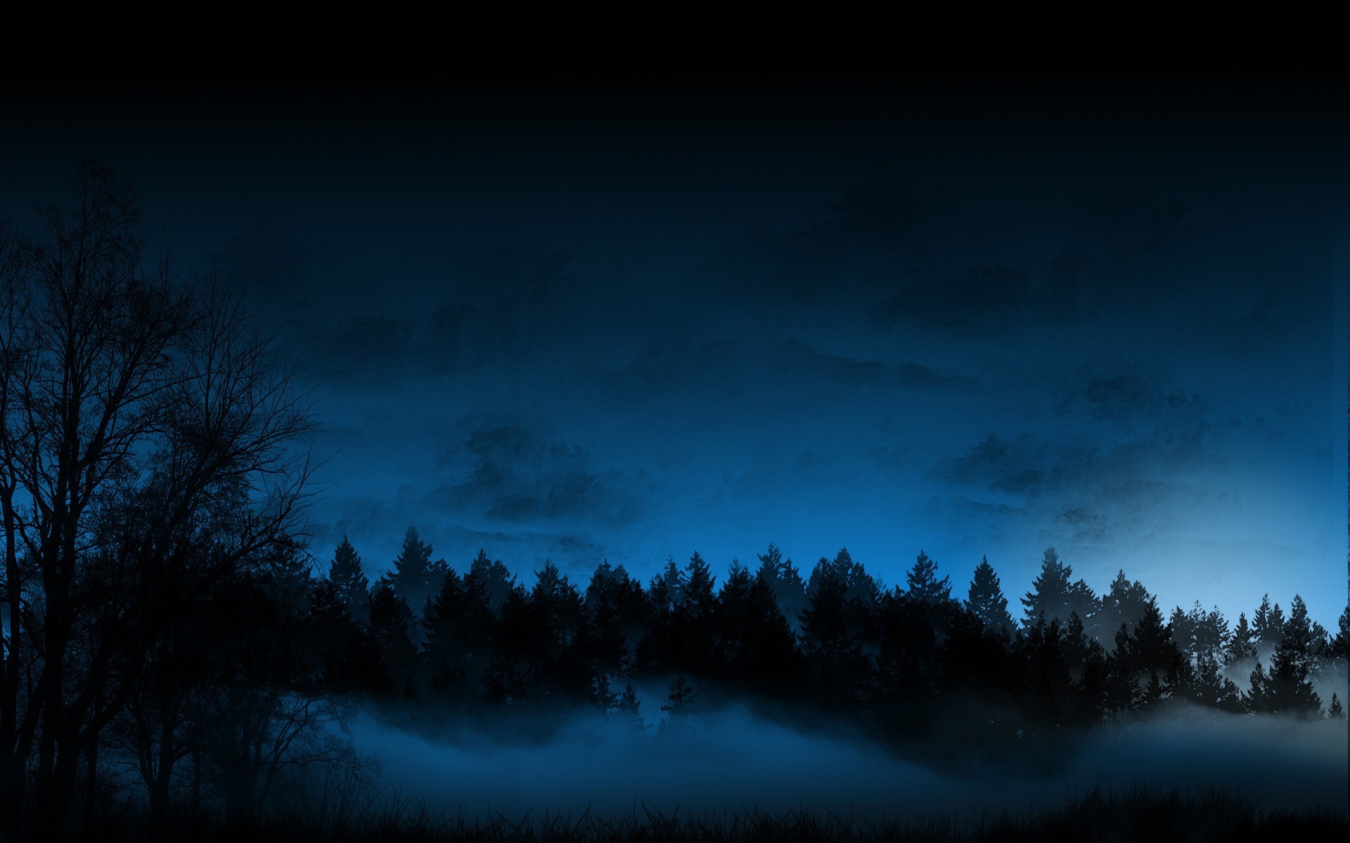 forest fog night