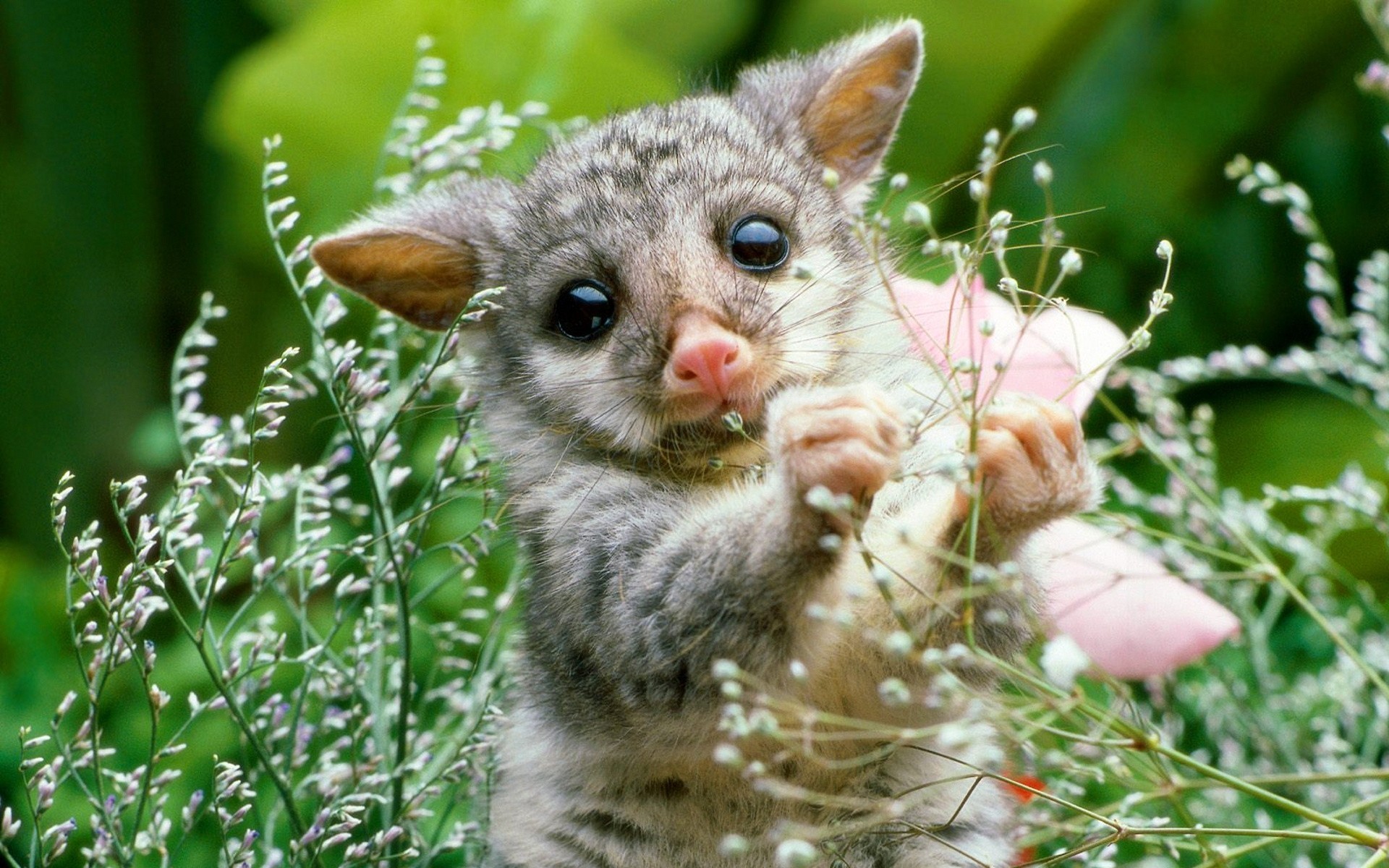 mammifero cucciolo opossum