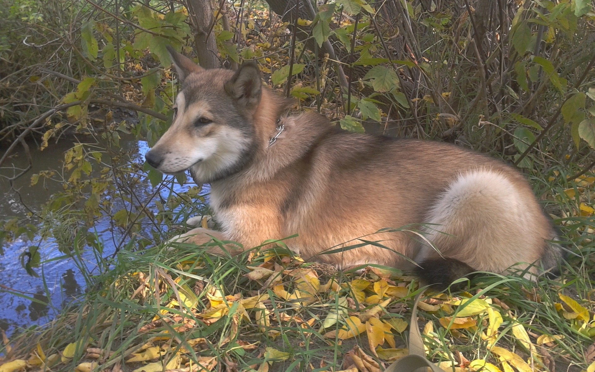 feuille chien malamute herbe