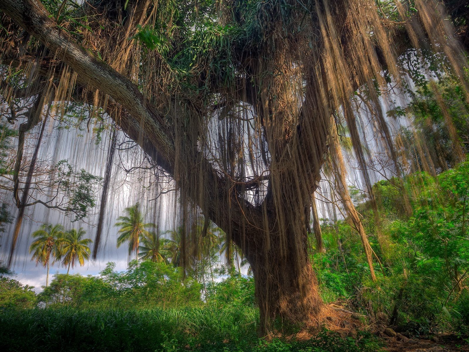 baum pflanzen palmen