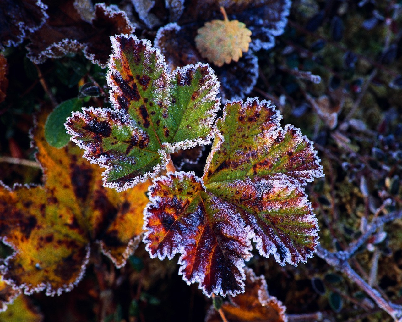 leaf frost autumn