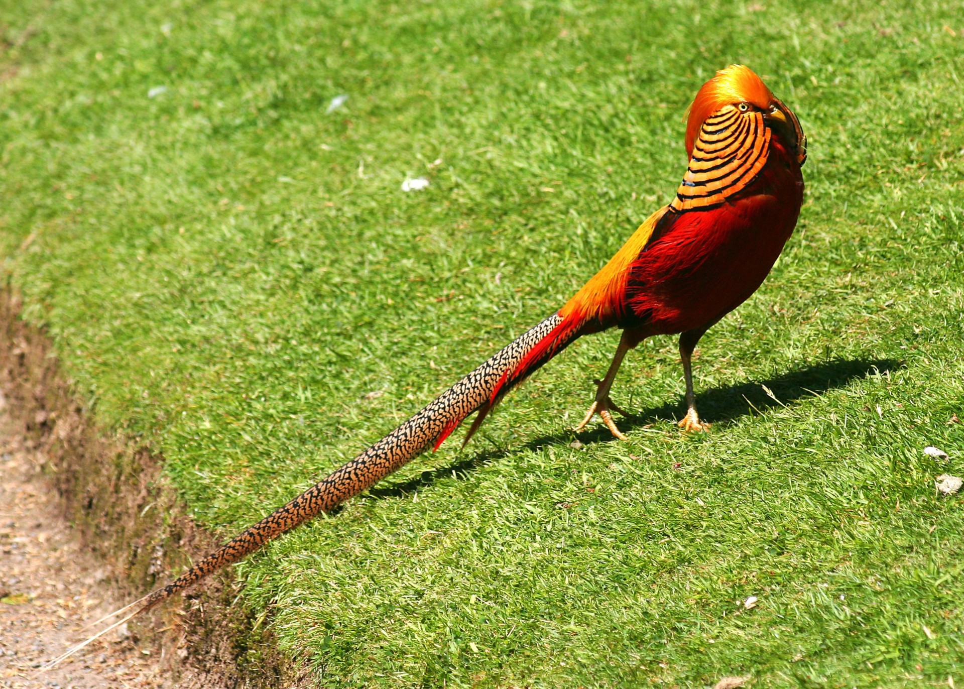 oiseaux bec faisan tête