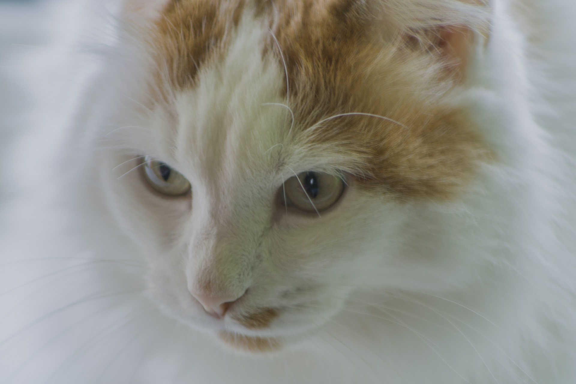 animals teeth white cat