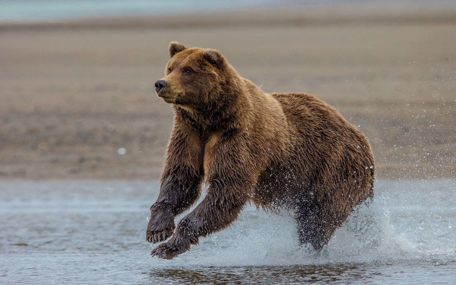 alaska bär see clark lake grizzly