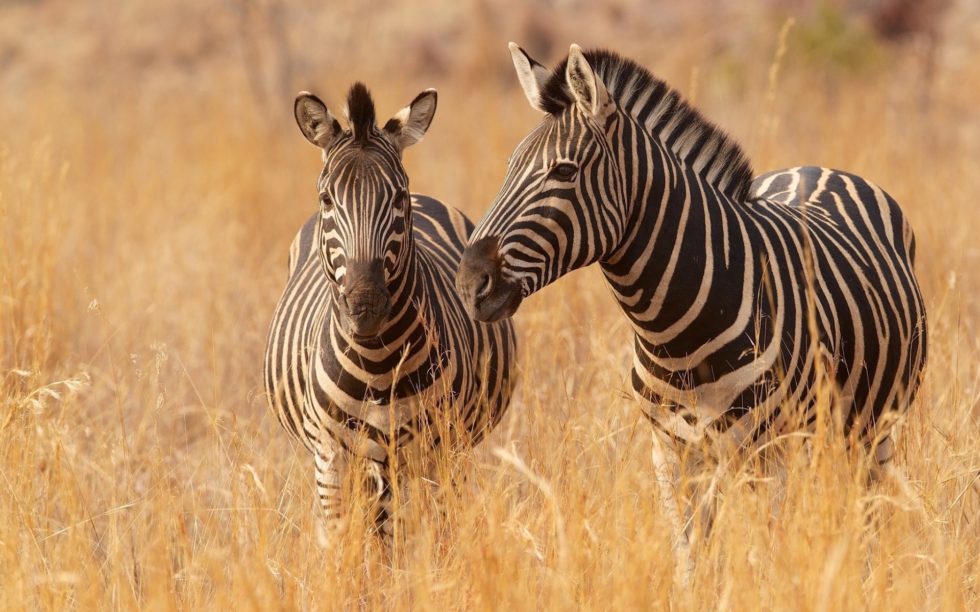 zebras savanne gras