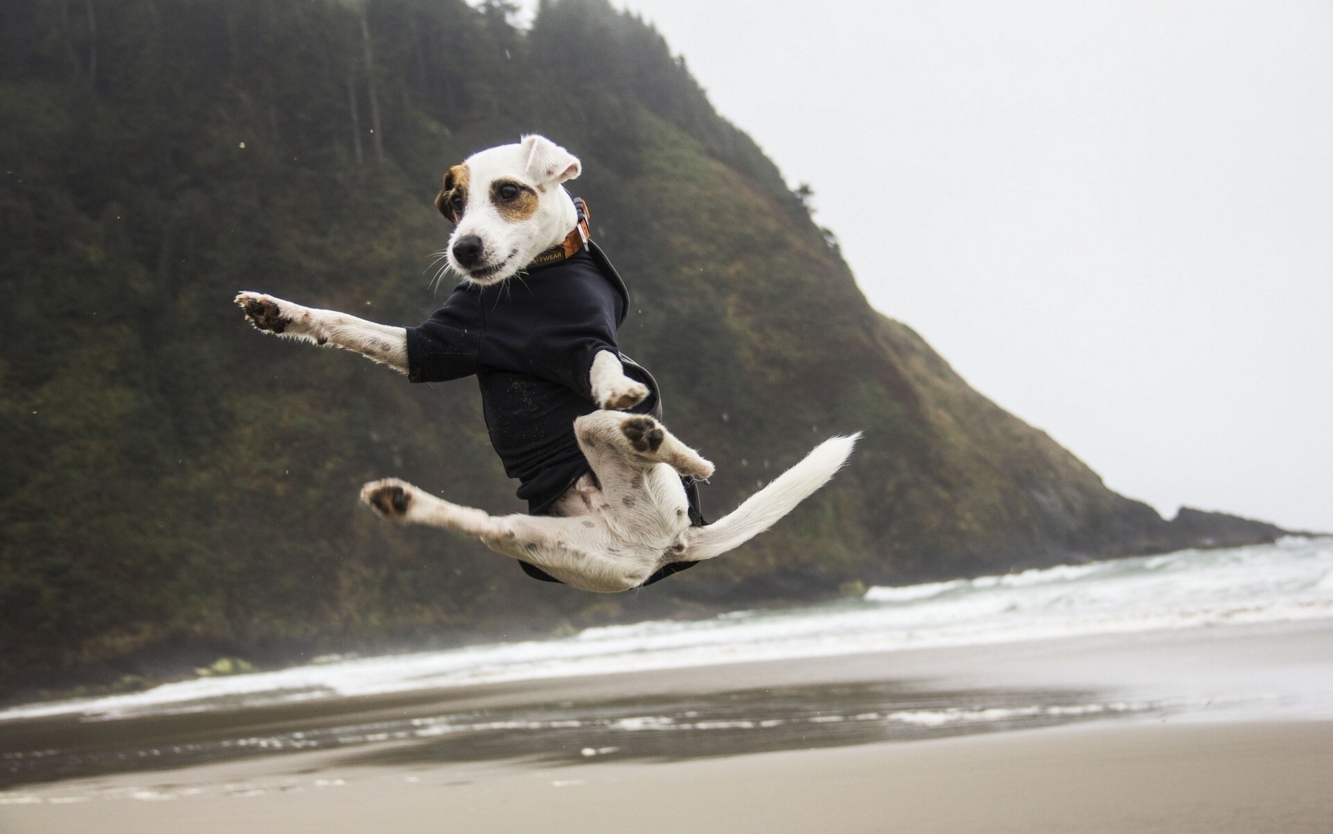 hund sprung stimmung jack russell terrier