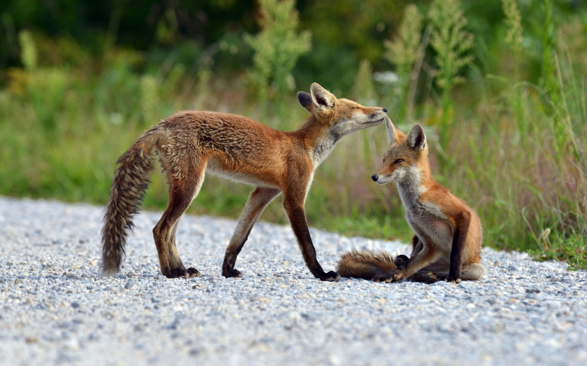 füchse sommer natur