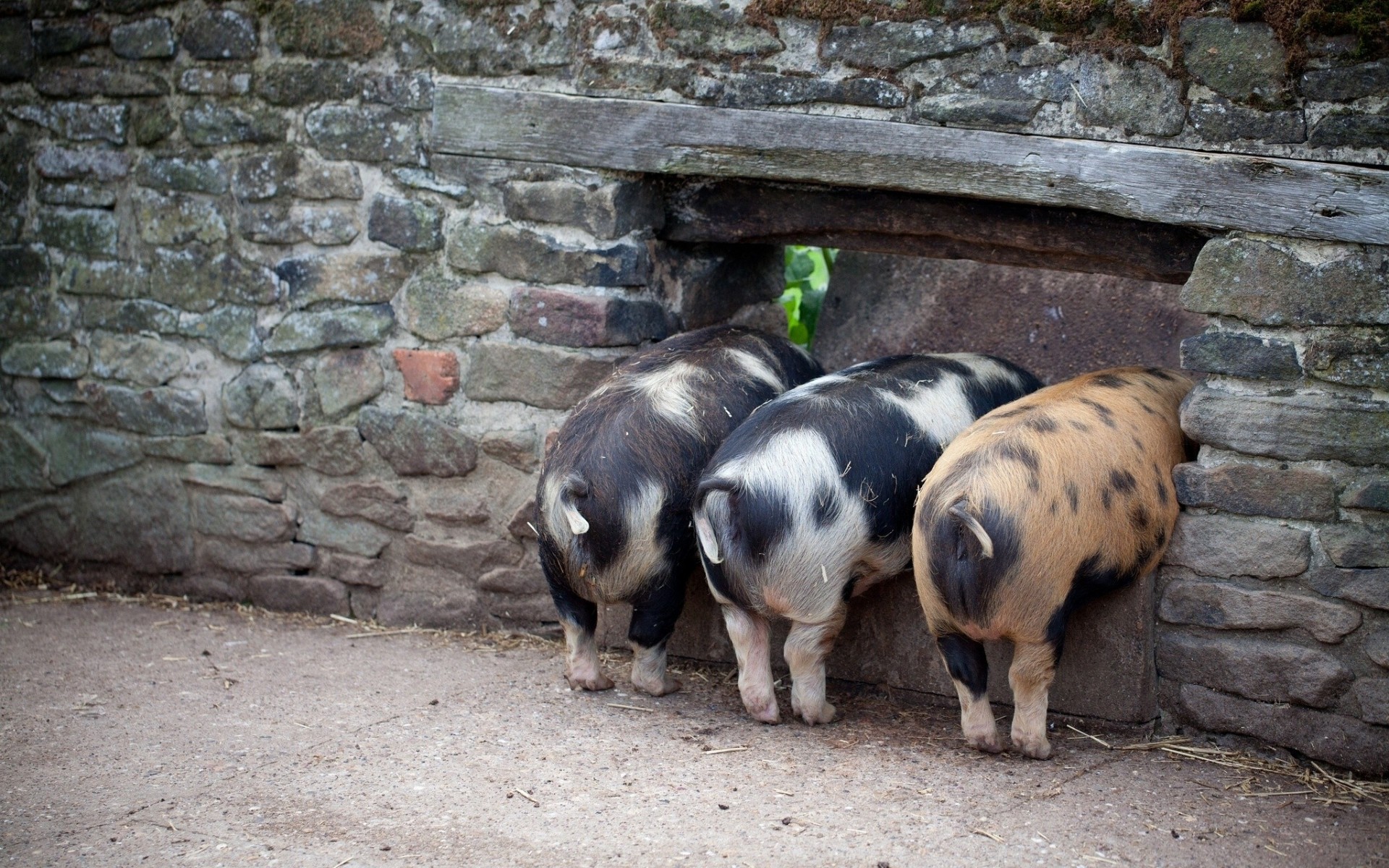 cerdito lechones pared