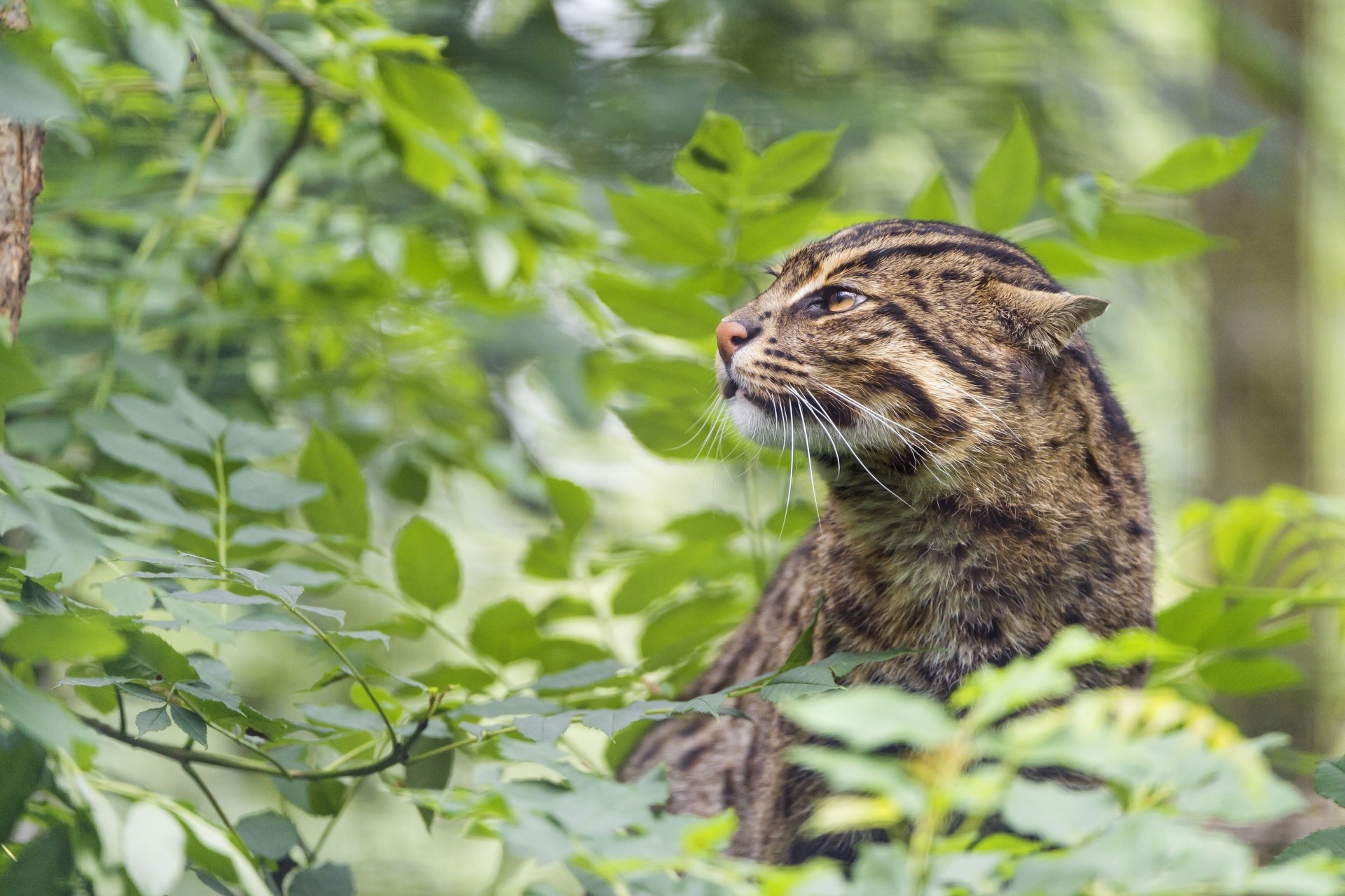 fishing cat foliage wild cat