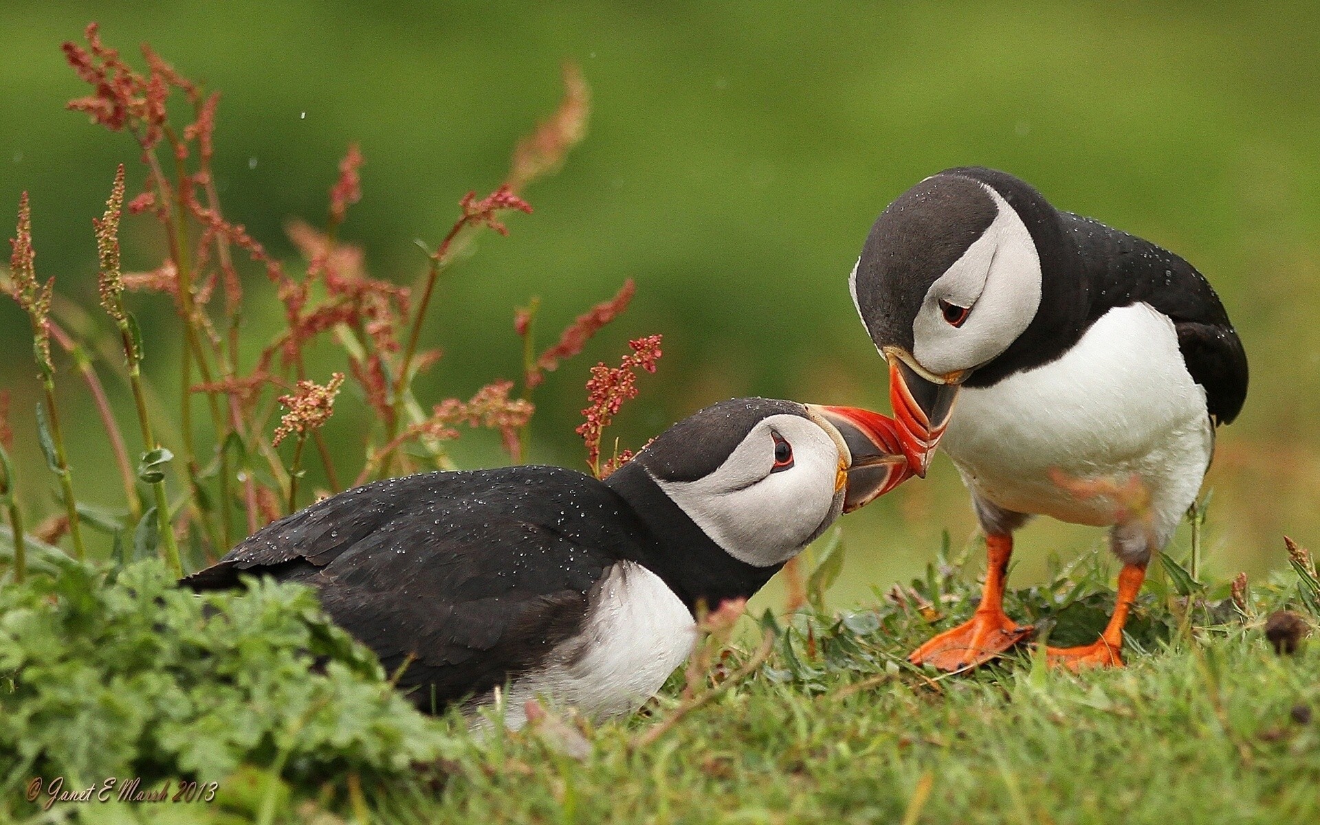 amor frailecillos pájaros