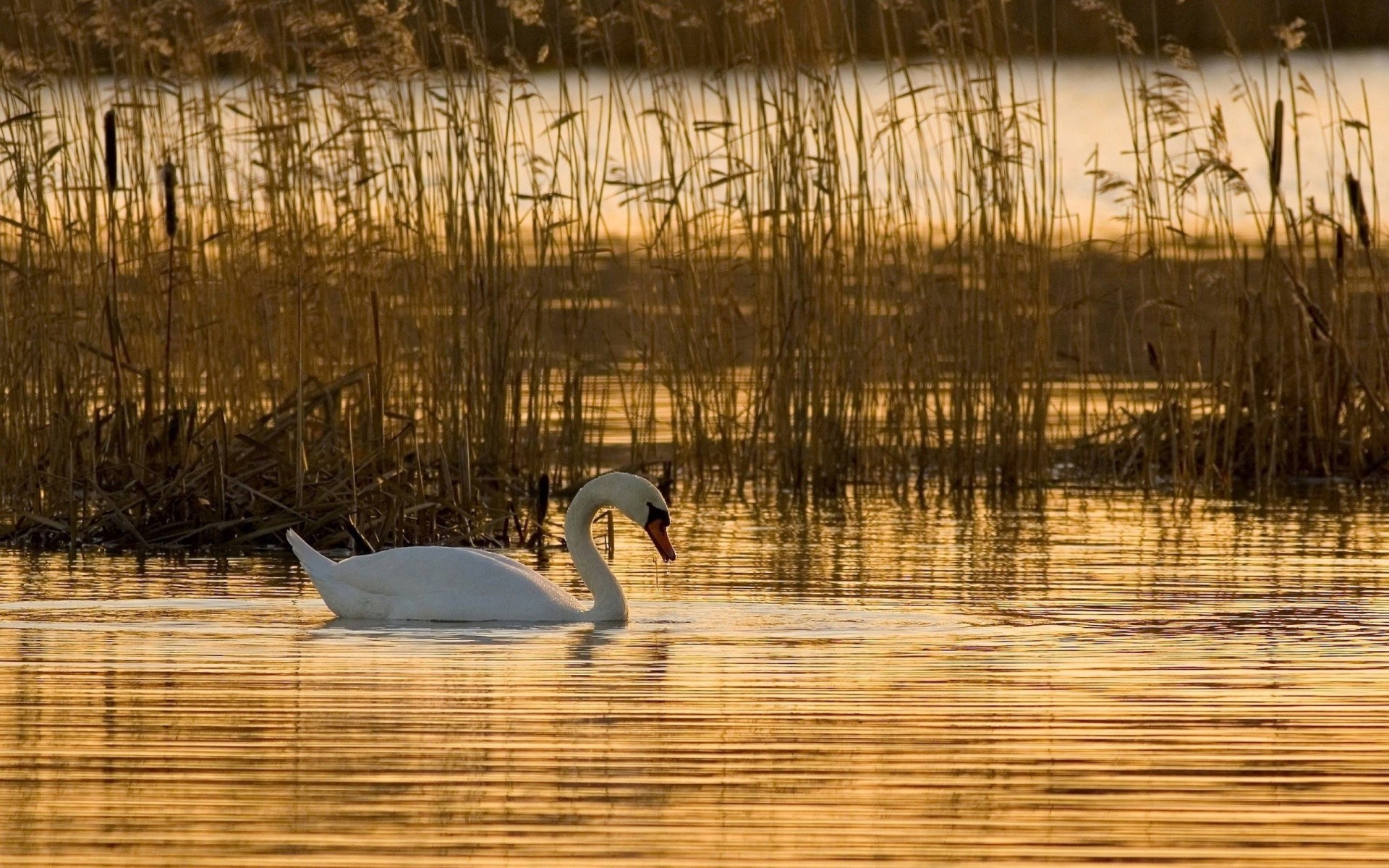 fotografia łabędź ptaki piękny natura