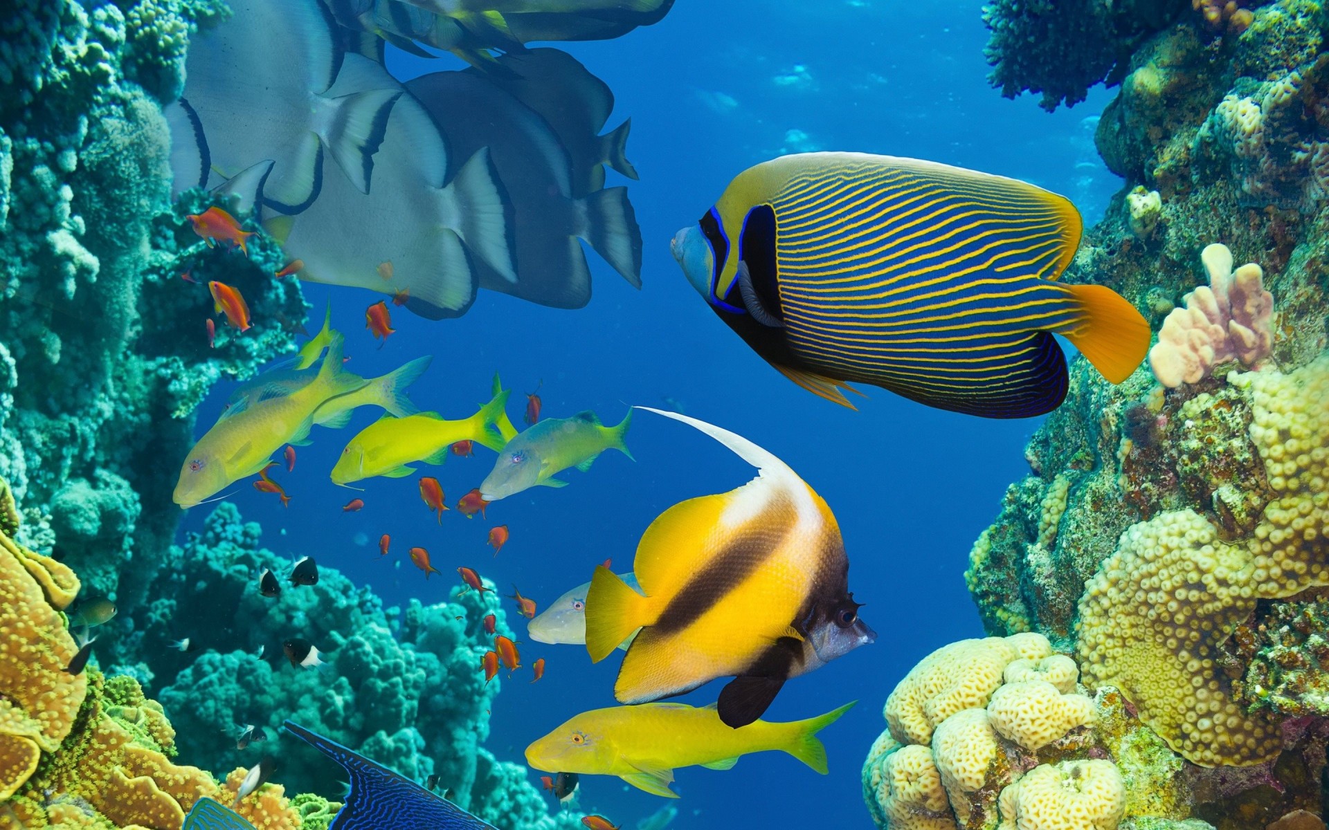 peces arrecife de coral océano bajo el agua mar